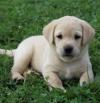 Puppies for sale Spain, Malaga Labrador Retriever