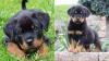 Puppies for sale Cyprus, Larnaca Rottweiler