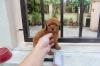 Puppies for sale Netherlands, Amsterdam Toy-poodle