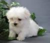 Puppies for sale Czech Republic, Prague Maltese