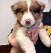 Puppies for sale Netherlands, Amsterdam Australian Shepherd