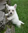Puppies for sale Spain, Madrid West Highland White Terrier