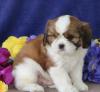 Puppies for sale Hungary, Budapest Other breed, Cavapoo Puppies