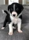 Puppies for sale Spain, Zaragoza Border Collie