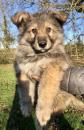 Puppies for sale Germany, Berlin German Dog