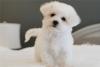Puppies for sale Spain, Zaragoza , Maltipoo