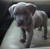 Puppies for sale Slovenia, Dimitrovgrad American Pit-Bull Terrier