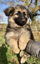 Puppies for sale Germany, Berlin German Dog