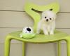 Puppies for sale Belgium, Brussels Maltese