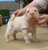 Puppies for sale Cyprus, Nicosia Shih Tzu