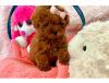 Puppies for sale Germany, Berlin Other breed, Maltipoo Puppies