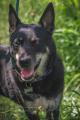 Puppies for sale Greece, Piraeus Newfoundland