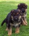 Puppies for sale Czech Republic, Bridge German Shepherd Dog