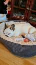 Puppies for sale France, Perpignan French Bulldog