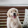 Puppies for sale Cyprus, Nicosia Golden Retriever