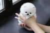 Puppies for sale Cyprus, Paphos Pomeranian Spitz