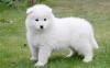 Puppies for sale Sweden, Malmo Samoyed dog (Samoyed)