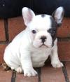 Puppies for sale Germany, Dortmund French Bulldog