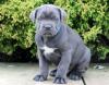 Puppies for sale France, Paris Italian Corso Dog