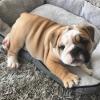 Puppies for sale Lithuania, Birstonas English Bulldog