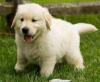 Puppies for sale Germany, Brandenburg Golden Retriever