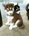 Puppies for sale France, Paris Haski