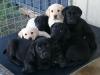 Puppies for sale Poland, Warsaw Labrador