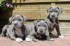 Puppies for sale Germany, Munich American Staffordshire Terrier