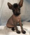 Puppies for sale Greece, Athens Chinese crested dog