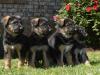 Puppies for sale Czech Republic, Brno German Shepherd Dog