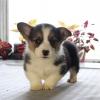 Puppies for sale Hungary, Budapest Other breed, Pembroke Welsh Corgi Puppies
