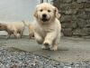Puppies for sale Hungary, Budapest Golden Retriever