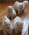 Puppies for sale Germany, Munich Japanese spitz