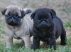 Puppies for sale Greece, Heraklion Pug