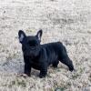 Puppies for sale Netherlands, Eindhoven French Bulldog