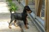 Puppies for sale Cyprus, Paphos Toy-terrier