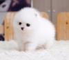 Puppies for sale Belgium, Liege , Pomeranian