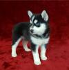 Puppies for sale Hungary, Budapest Other breed, POMSKY PUPPIES