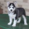 Puppies for sale Finland, Rovaniemi Haski