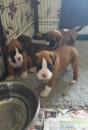 Puppies for sale Denmark, Kopenagen Boxer