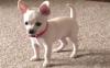 Puppies for sale Cyprus, Nicosia Chihuahua