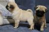 Puppies for sale Hungary, Budapest Pug