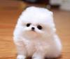 Puppies for sale Greece, Patra Pomeranian Spitz