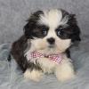 Puppies for sale Finland, Helsinki Shih Tzu