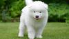 Puppies for sale Finland, Helsinki Samoyed dog (Samoyed)