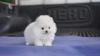 Puppies for sale Finland, Kuopio Pomeranian Spitz