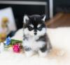 Puppies for sale Hungary, Budapest , Pomsky puppies