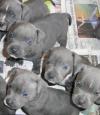 Puppies for sale Greece, Athens Staffordshire Bull Terrier