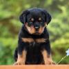 Puppies for sale Netherlands, Eindhoven Rottweiler