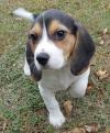Puppies for sale Germany, Dusseldorf Beagle